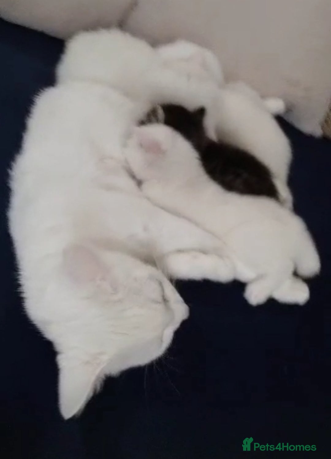 Siberian cats for sale: 4 kittens for sale 💘💖 - Image 4