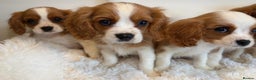 Cavalier King Charles Spaniel dogs for sale: 8 beautiful King Charles Cavalier spaniel puppies - Advert 9