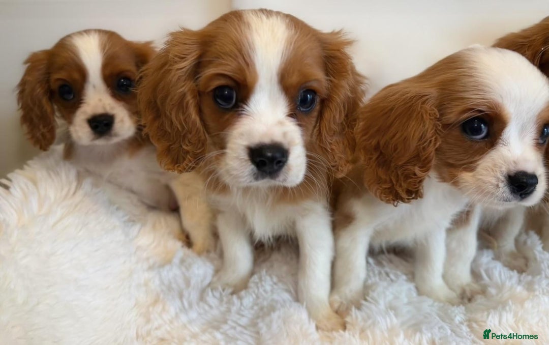 Cavalier King Charles Spaniel dogs for sale: 8 beautiful King Charles Cavalier spaniel puppies - Advert 9