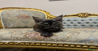 Maine Coon cats - Advert 8