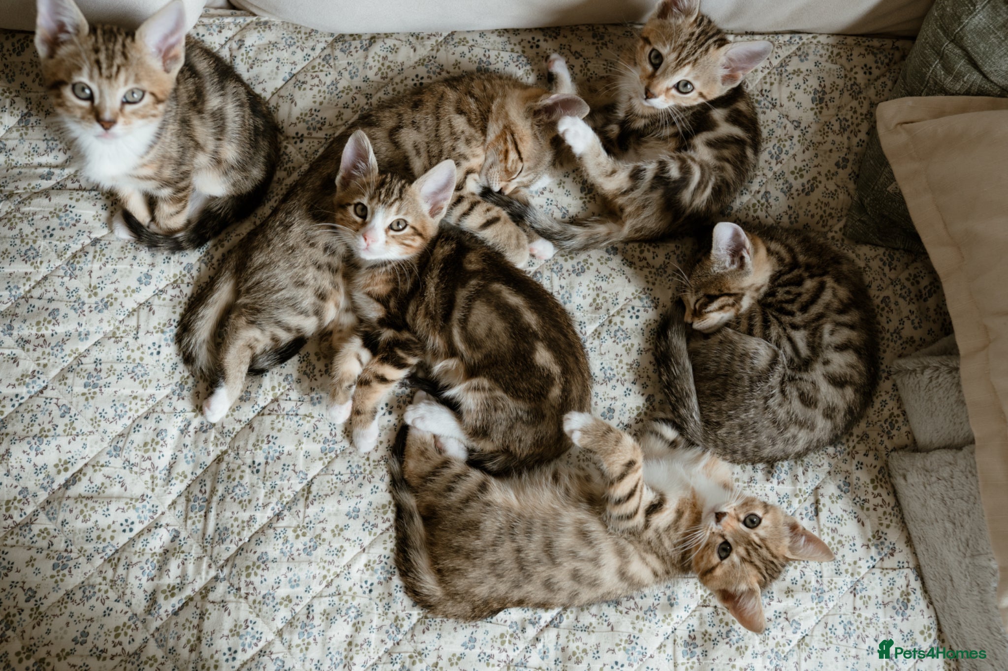 Mixed Breed cats 6 Half Bengal Kittens £200-£300 - Advert 3
