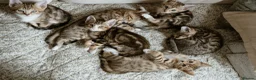 Mixed Breed cats for sale: 6 Half Bengal Kittens £200-£300 - Advert 1