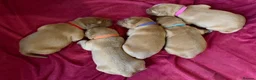 Golden Retriever dogs for sale: Family raised, fox red golden retriever puppies. - Advert 8