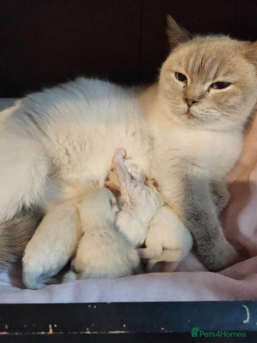 Ragdoll cats for sale: Stunning kittens  - Advert 7