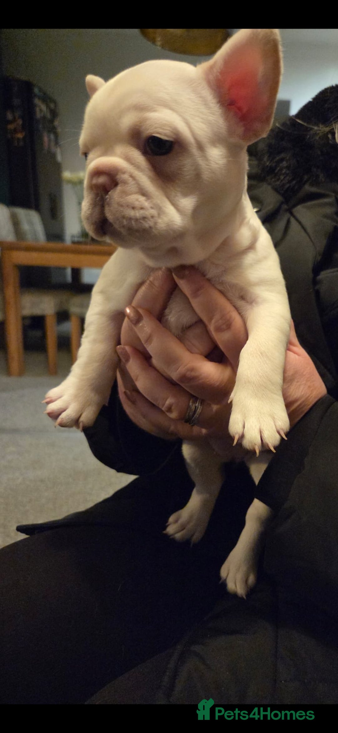 French Bulldog dogs for sale: French Bulldog Puppies  - Advert 4