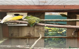 Parakeets birds for sale: Canaries  - Advert 1