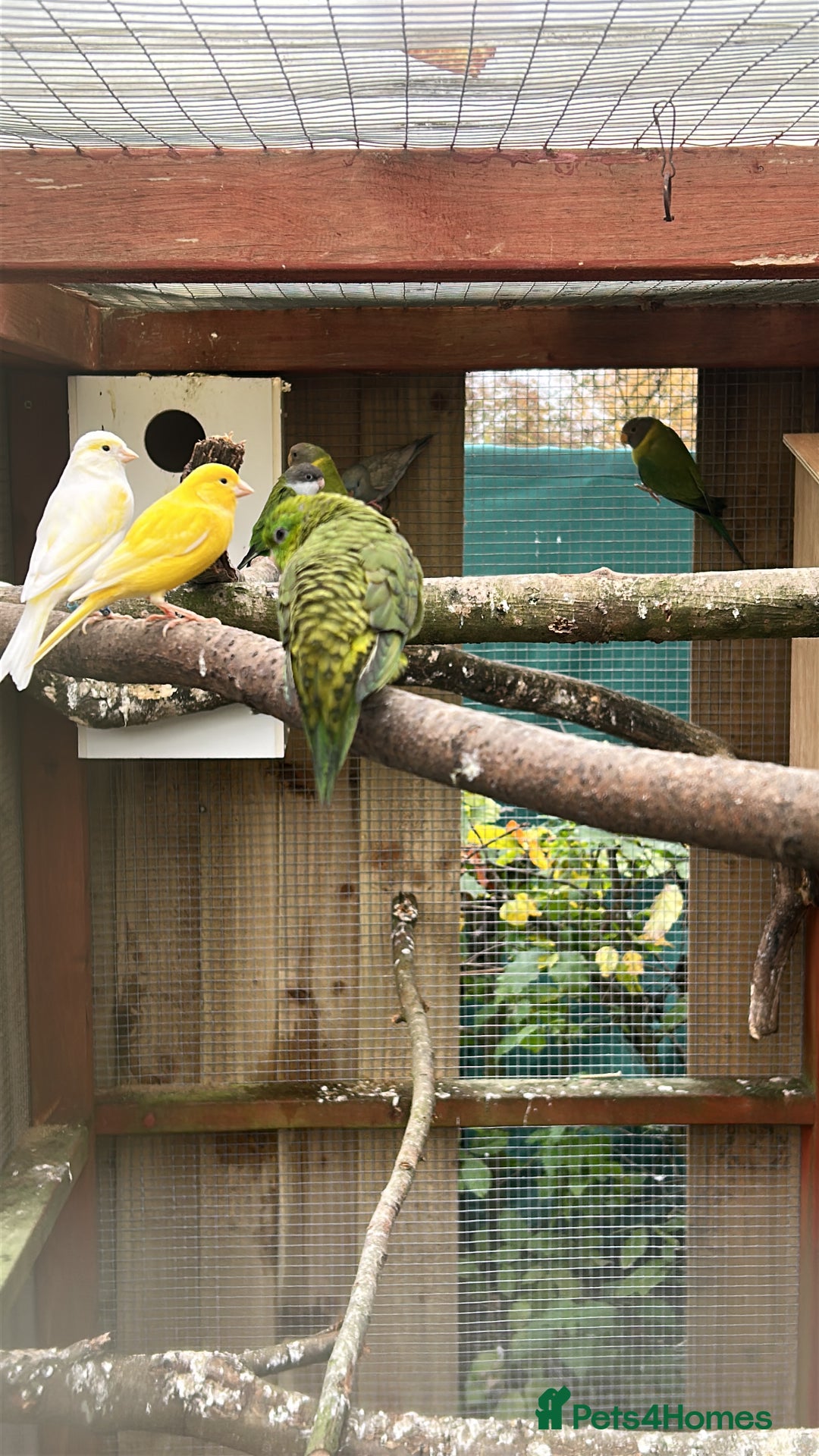 Parakeets birds for sale: Canaries  - Advert 1