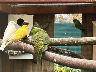 Parakeets birds Canaries - Advert 19