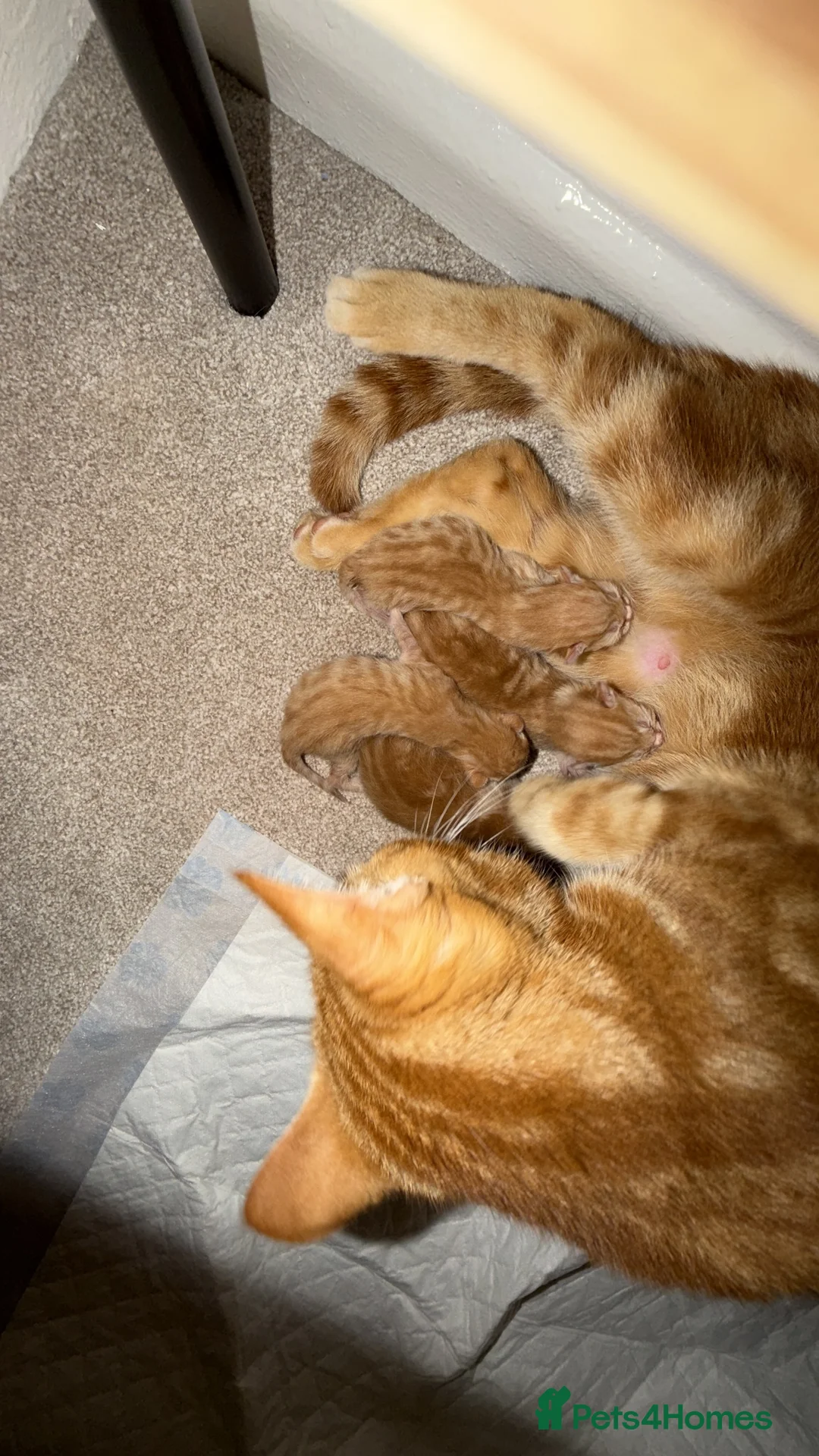 Mixed Breed cats for sale: Ginger kittens in Portsmouth - Advert 1