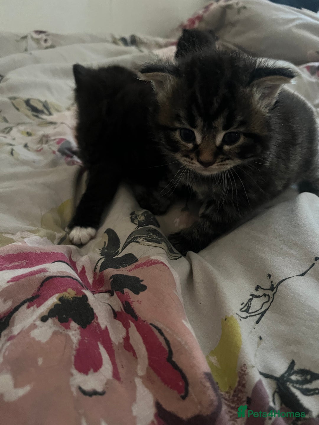 Mixed Breed cats for sale: Gorgeous kittens  - Image 5