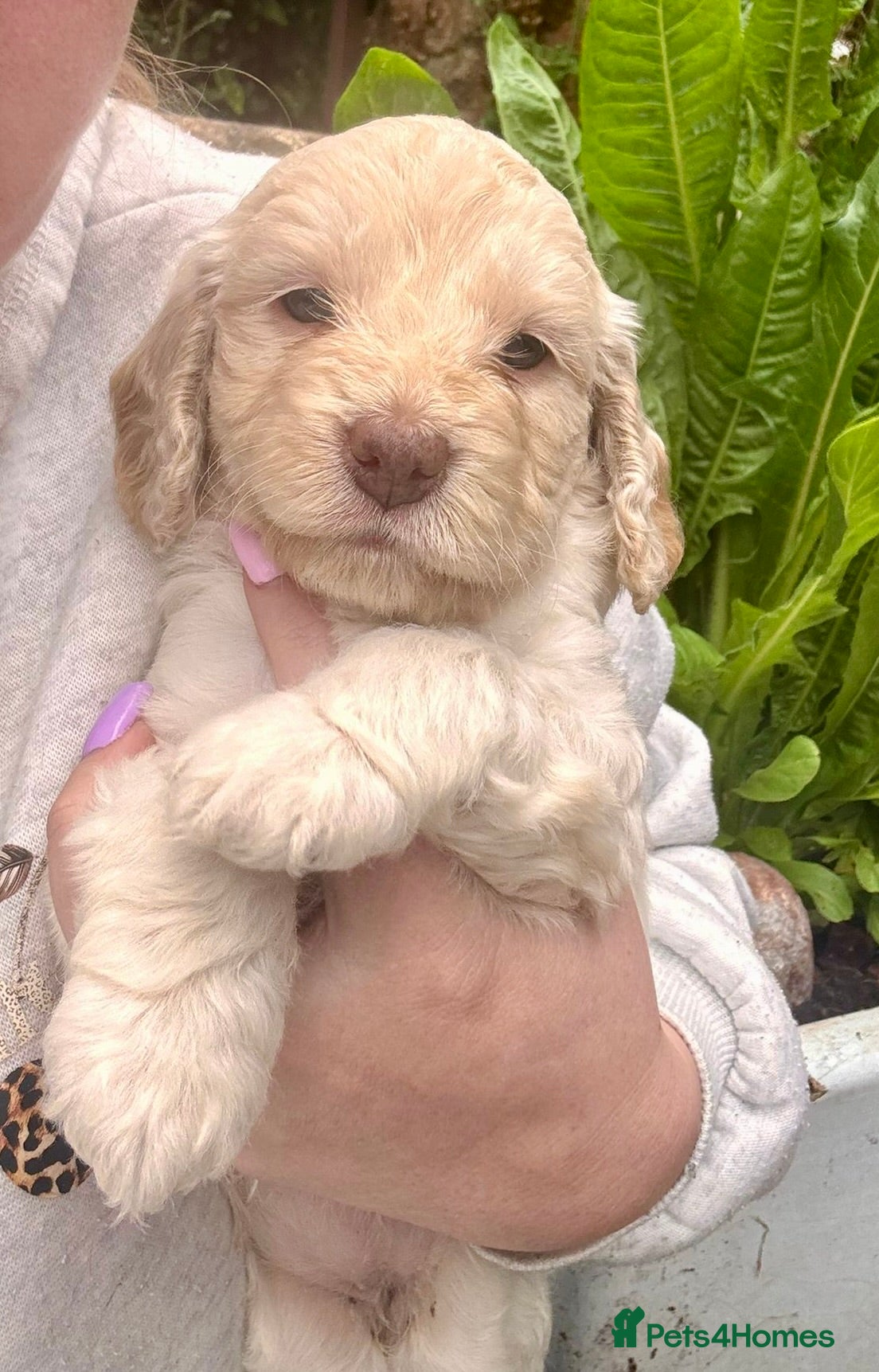Cockapoo dogs 🐾 Stunning F1 Cockapoo  Rare Colours  🐾 - Advert 2