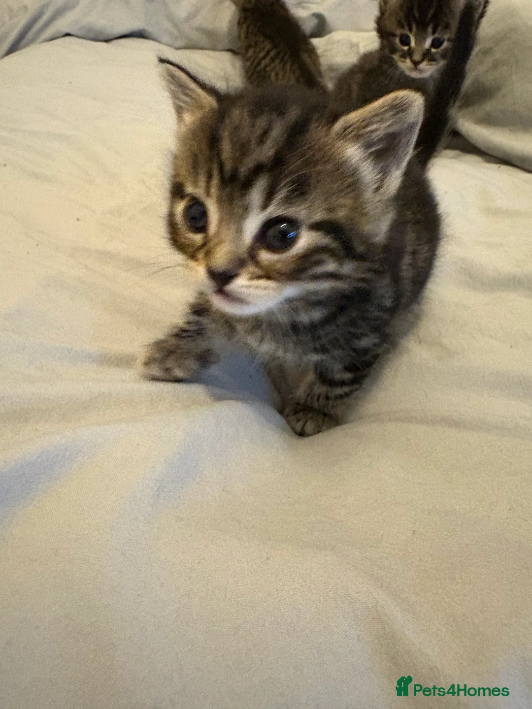 Scottish Fold cats for sale: 🐱💗💝 Ready to go on the 14th of February 💝 💗🐱 - Advert 14