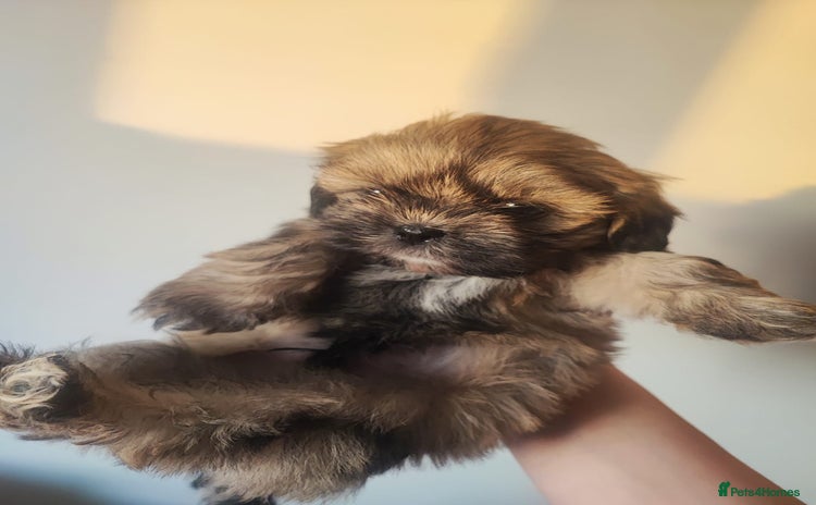 Shih Tzu dogs - Advert 11