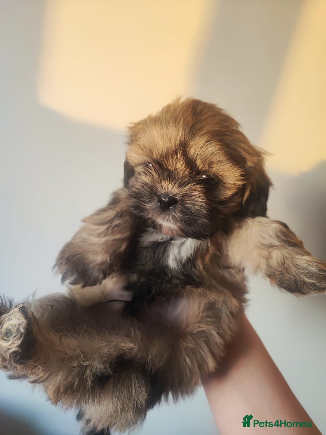 Shih Tzu dogs for sale: 8 week old shih tzu lavender puppies  - Image 1