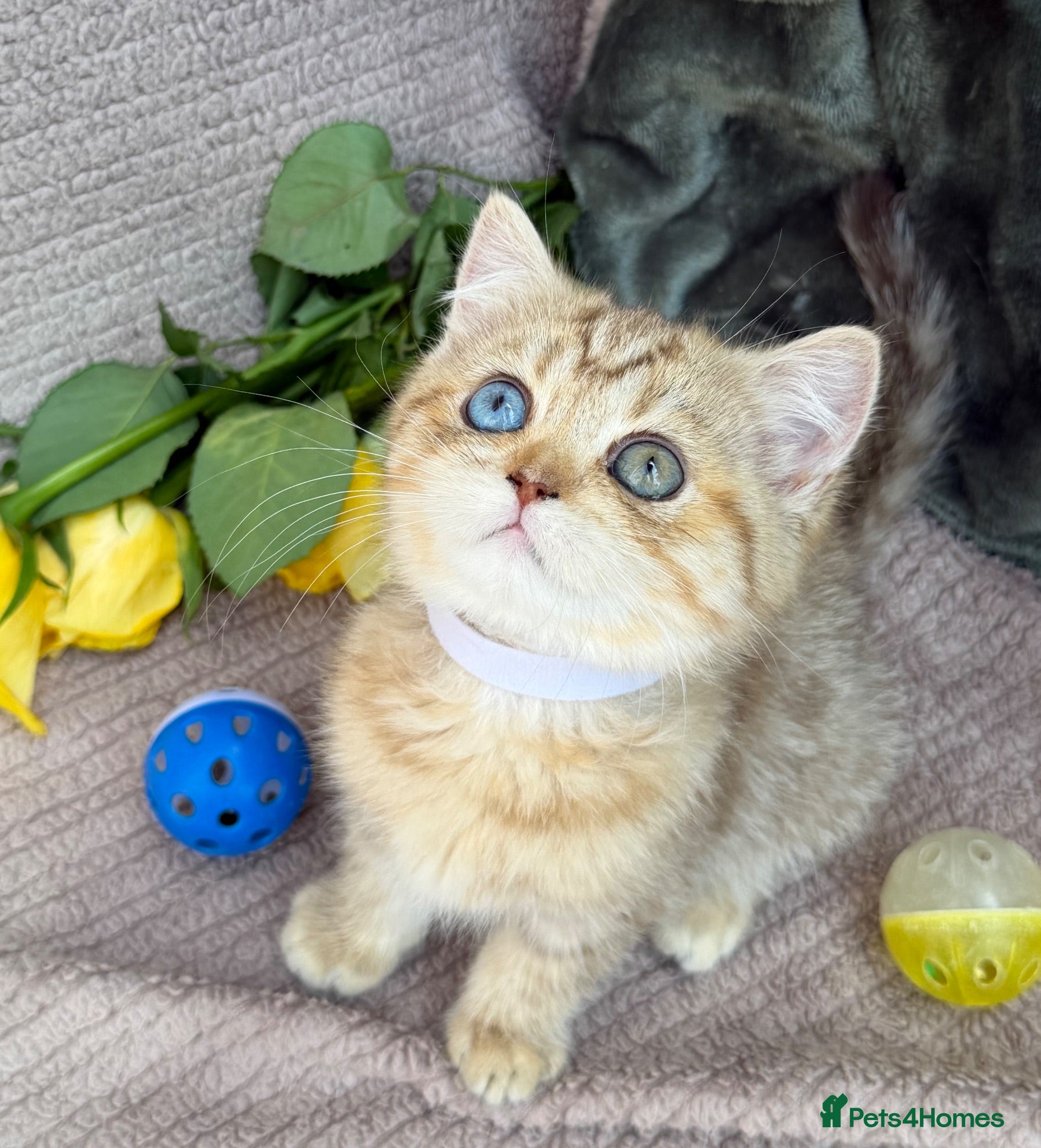 British Shorthair cats British Sh golden odd /blue eyed kittens GCCF  - Advert 11