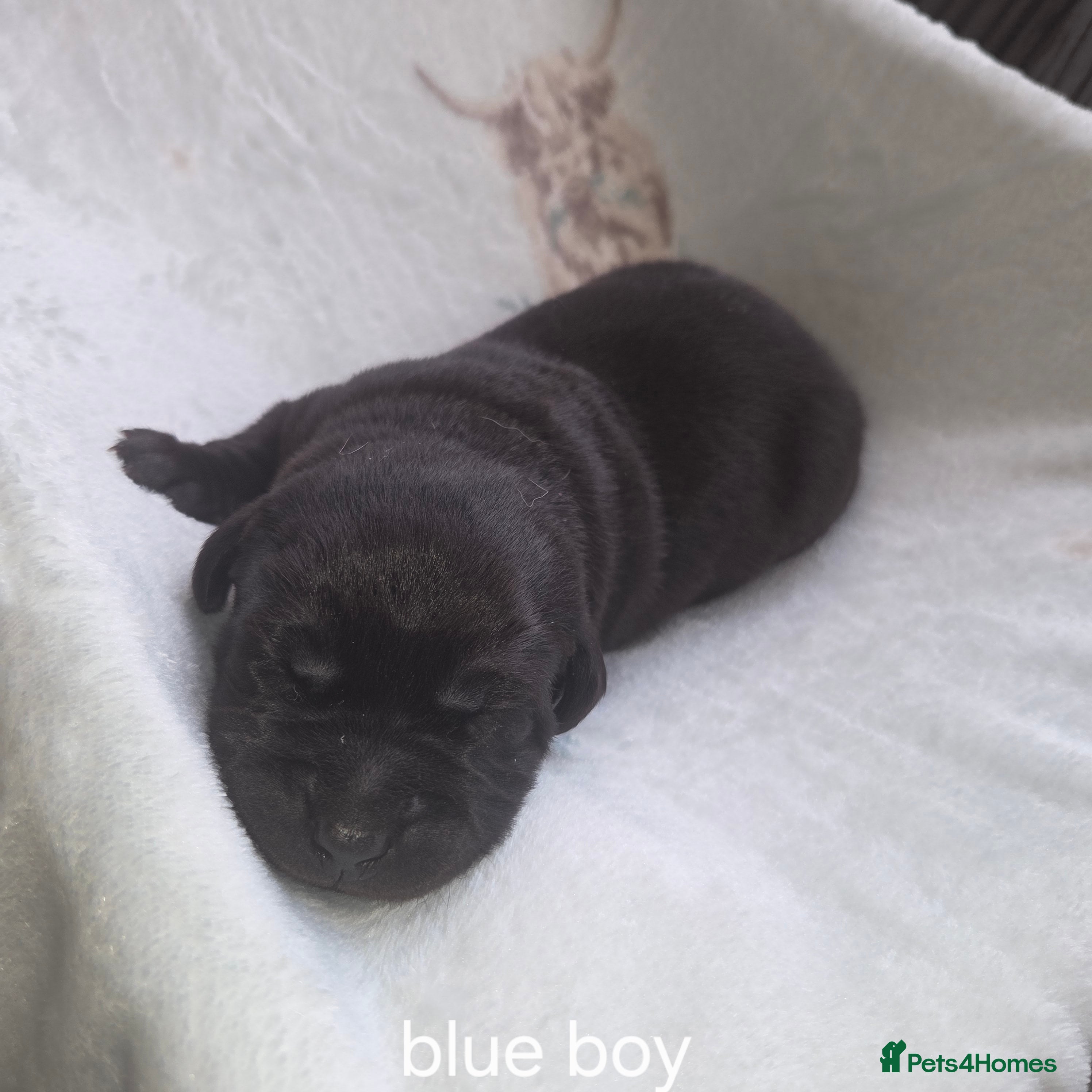 Labrador Retriever dogs Labrador puppies - Advert 1