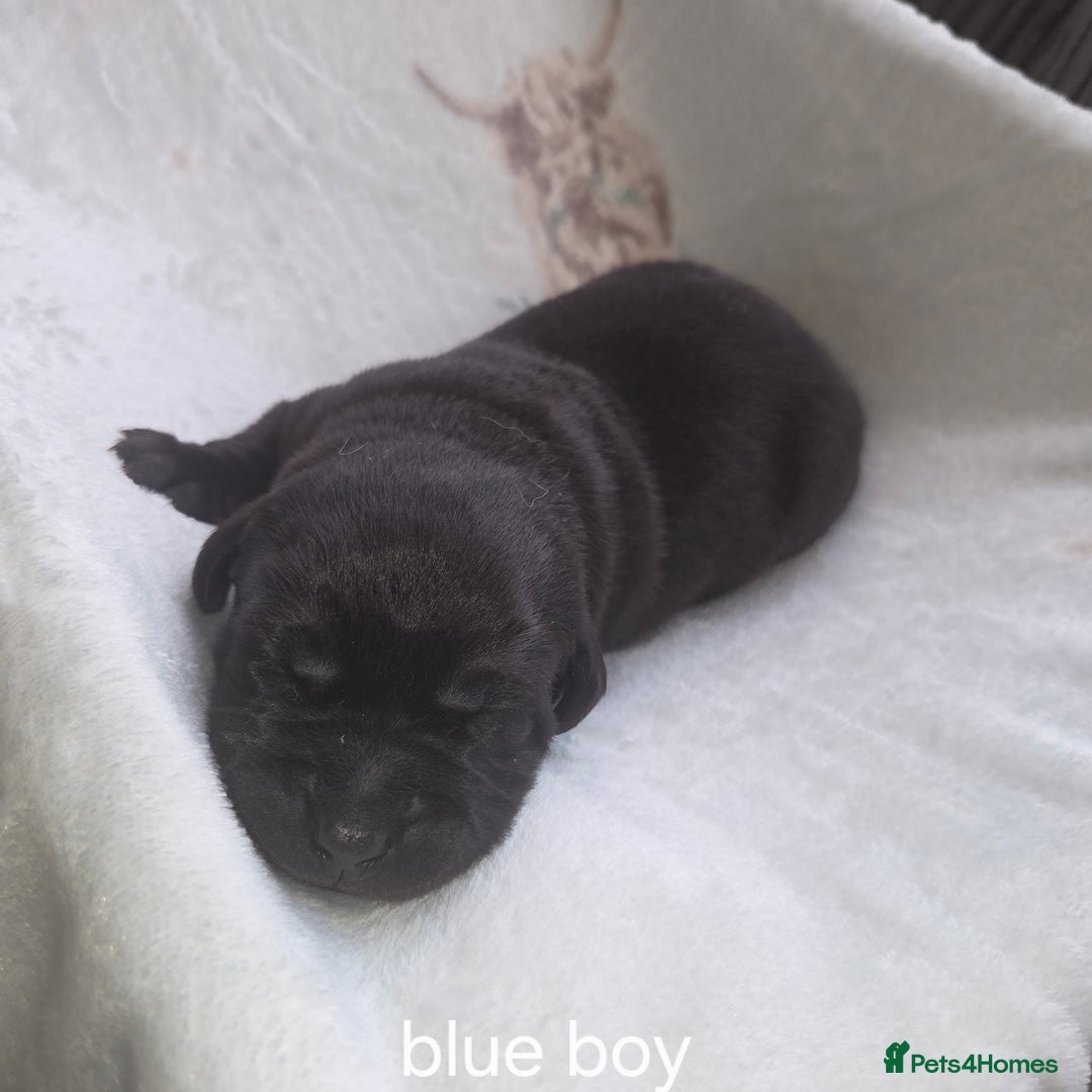 Labrador Retriever dogs for sale: Labrador puppies - Advert 1