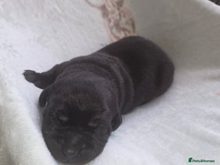 Labrador Retriever dogs Labrador puppies - Advert 1