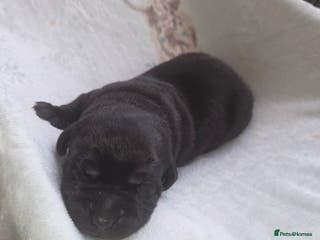 Labrador Retriever dogs Labrador puppies - Advert 17