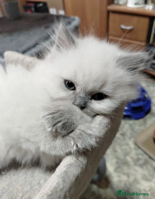 Ragdoll cats 🌟🌟 Don't Miss out These our Gorgeous Kittens!🌟 - Advert 1