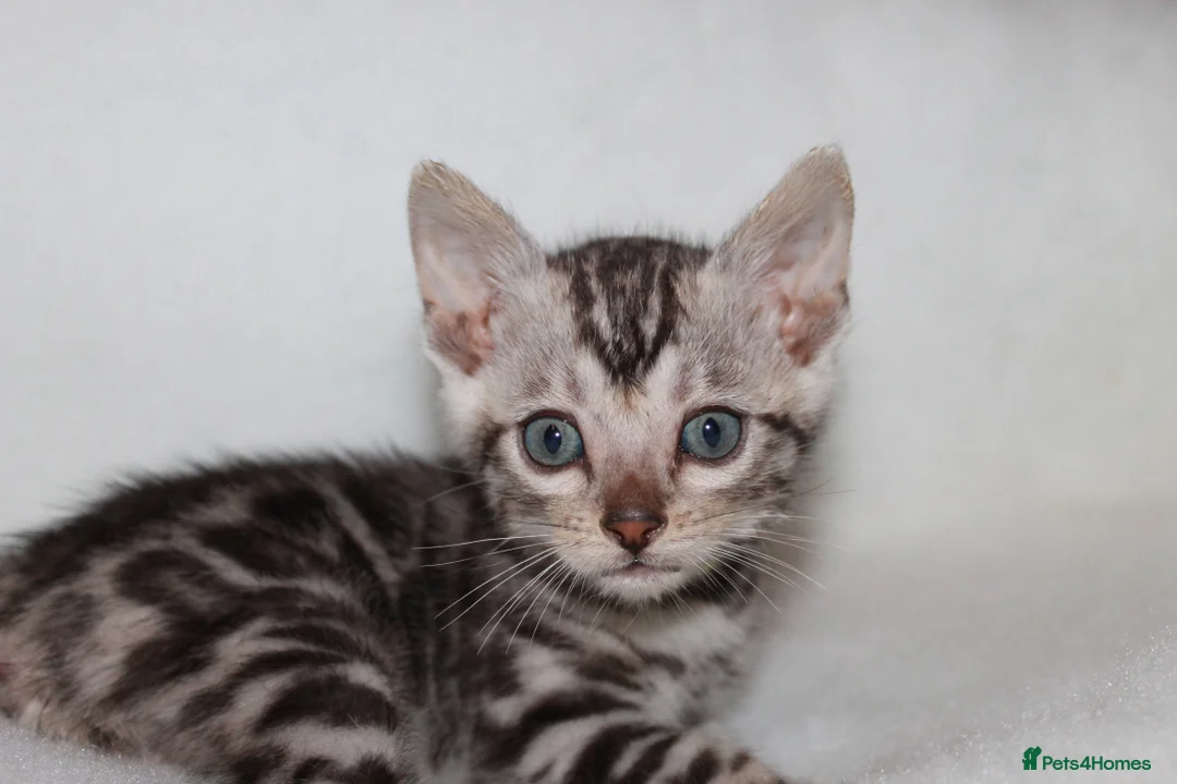 Bengal cats for sale: BEAUTIFUL BENGAL KITTENS FOR SALE- READY 03/04/26 - Advert 10