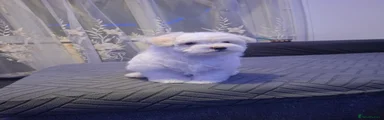 Fluffy