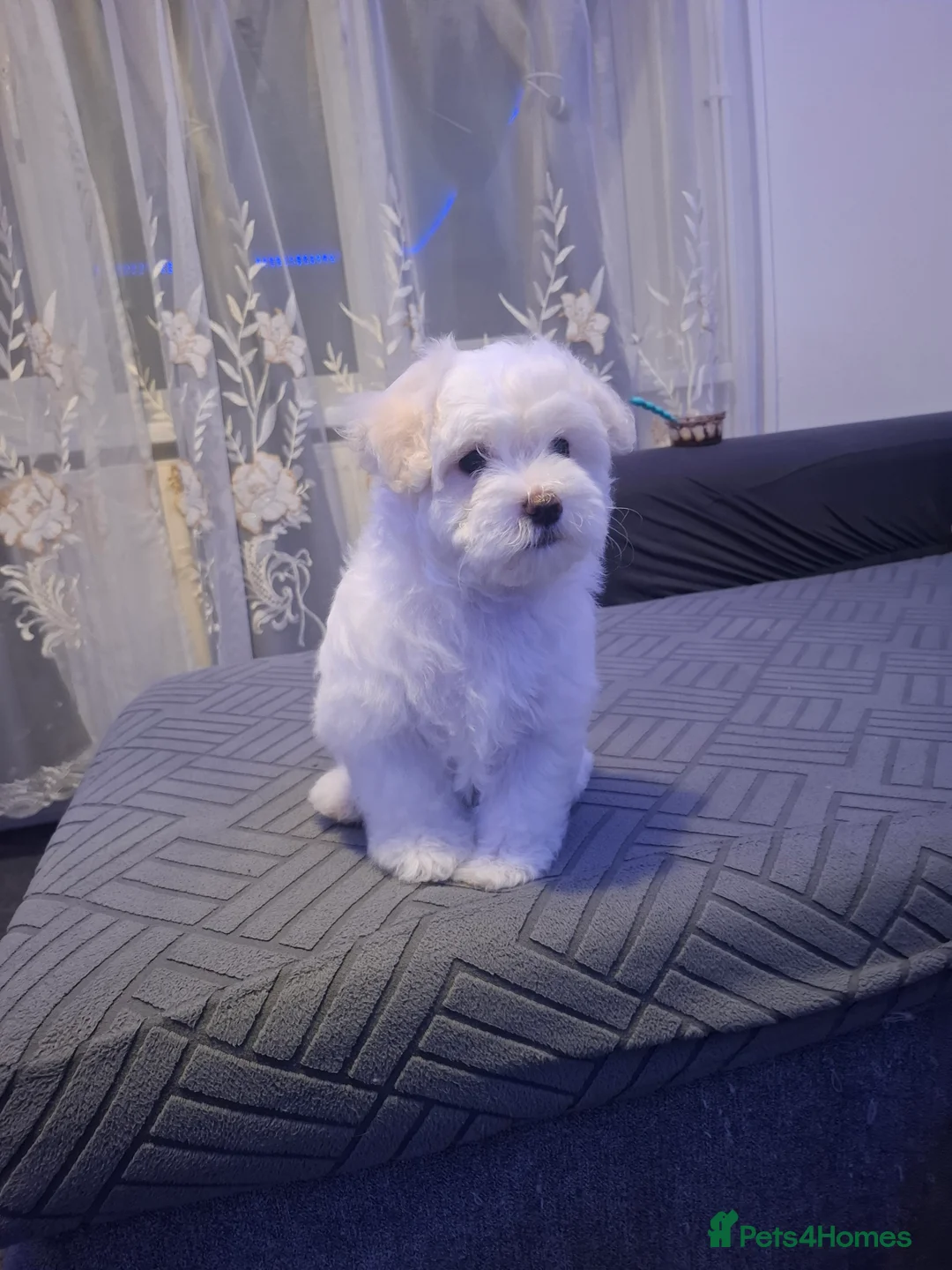 Maltese dogs for sale: 2 girls 2 boys Bichon maltesse - Advert 2
