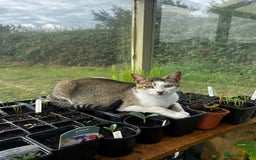 Mixed Breed cats for sale: Mixed coloured kittens looking for new homes!  - Image 13