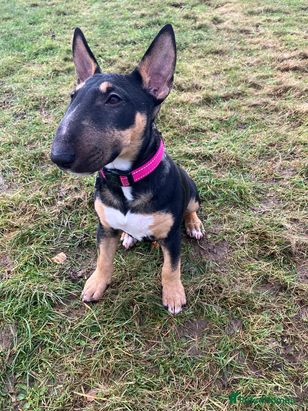 Miniature Bull terrier dogs for sale: Female Miniature bull terrier  - Advert 1