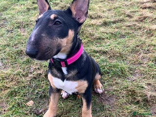 Miniature Bull terrier dogs Female Miniature bull terrier - Advert 2