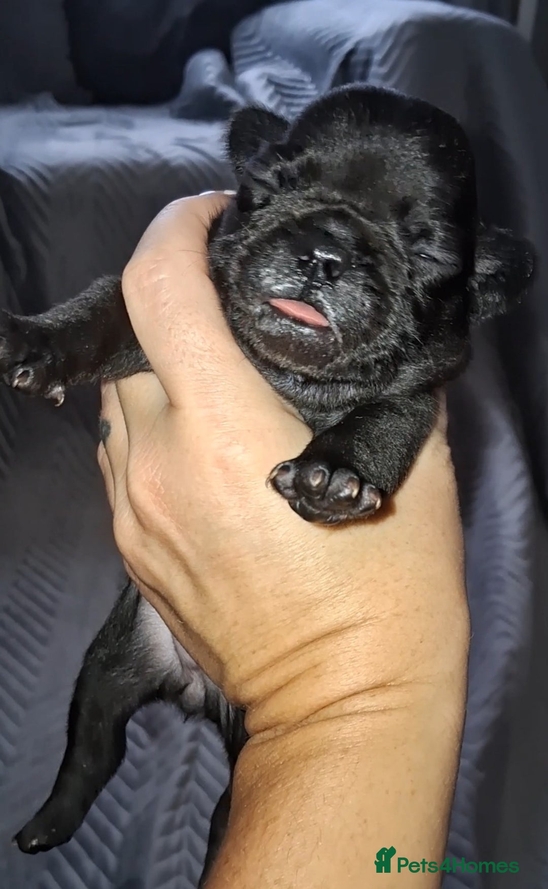 French Bulldog dogs for sale: 8 stunning french bulldogs - Advert 11