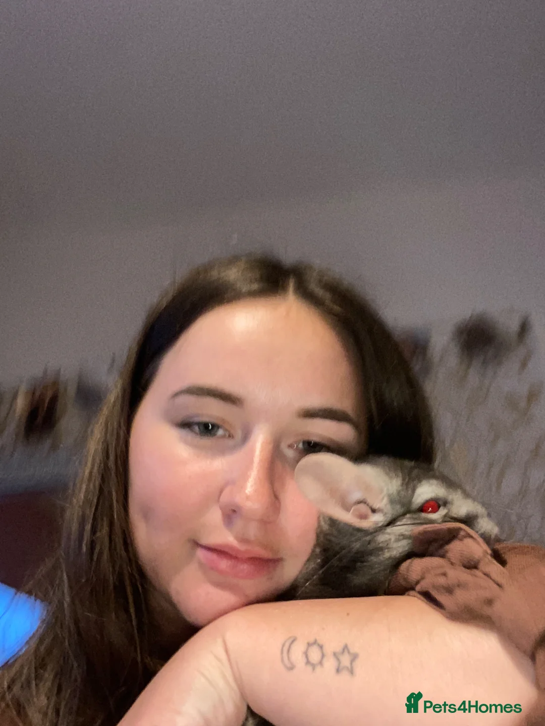 Chinchilla rodents for sale: Friendly chinchilla for sale  - Advert 7