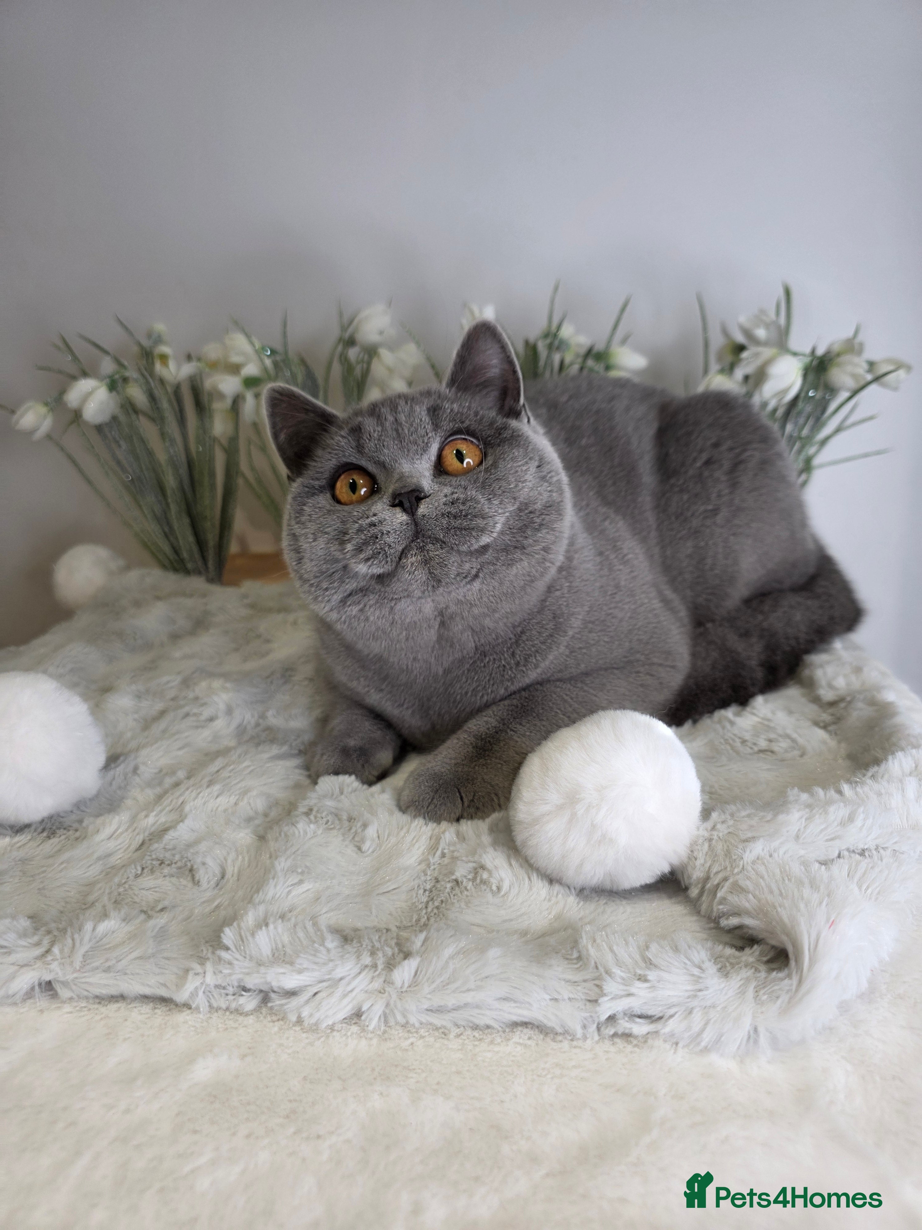 British Shorthair cats CHAMPION SIRED PEDIGREE GCCF REG BLUE BSH KITTEN - Advert 6