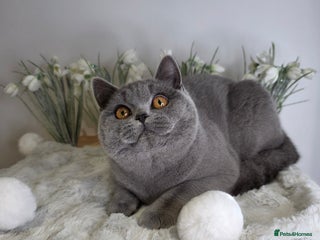 British Shorthair cats CHAMPION SIRED PEDIGREE GCCF REG BLUE BSH KITTEN - Advert 13