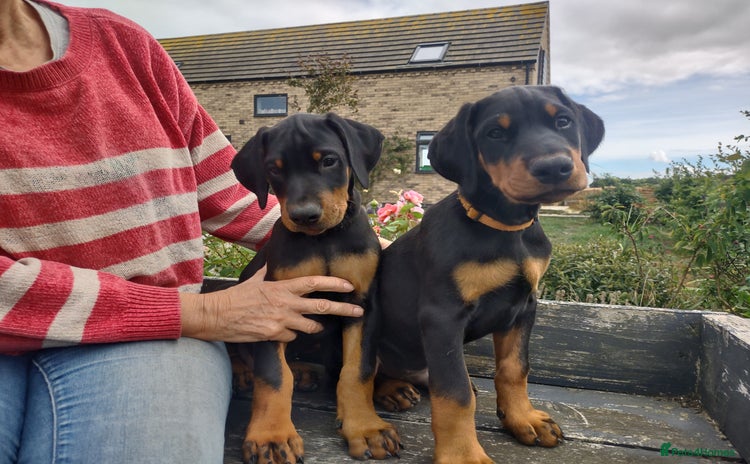 Dobermann dogs - Advert 1