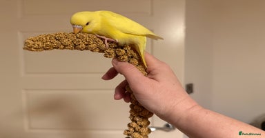 Budgerigars birds Budgies for sale pair of males  Runcorn reserved  - Advert 13