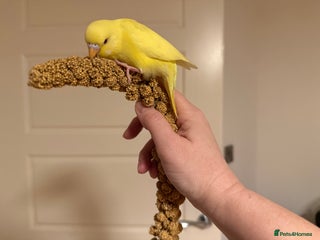 Budgerigars birds Budgie yellow Lutino female semi tamed - Advert 5