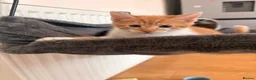 Mixed Breed cats for sale: 2 male kittens available now £100 - Advert 4