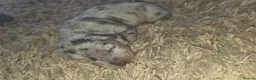 Miniature Dachshund dogs for sale: Dappled miniature smooth dachshund babies  - Advert 32