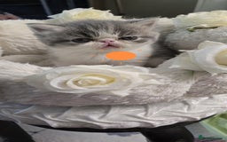 Persian cats for sale: Two beautiful MALE kittens 🐈‍⬛ 🐈‍⬛  - Image 12