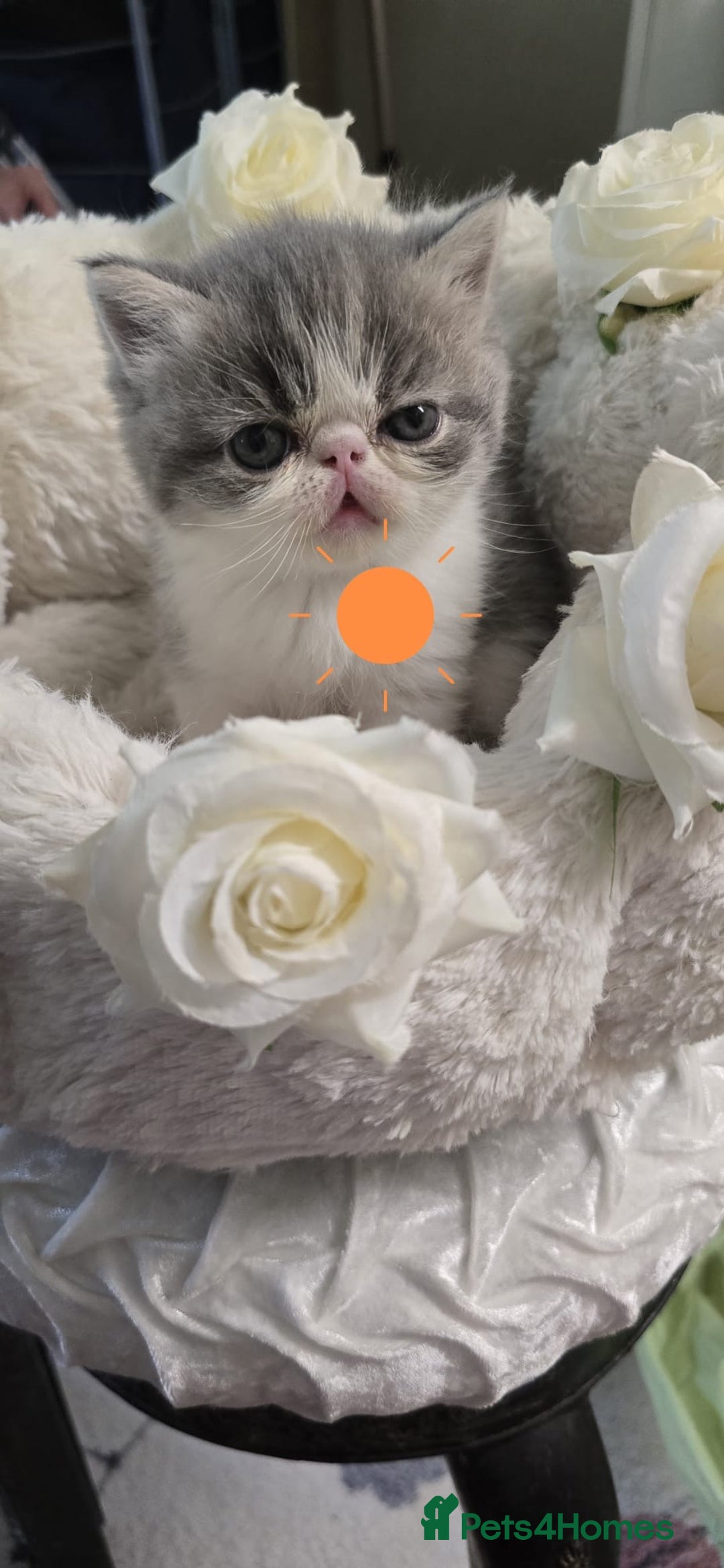 Persian cats for sale: Two beautiful MALE kittens 🐈‍⬛ 🐈‍⬛  - Image 12