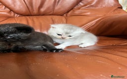 British Shorthair cats for sale: British shorthair kittens - Image 10