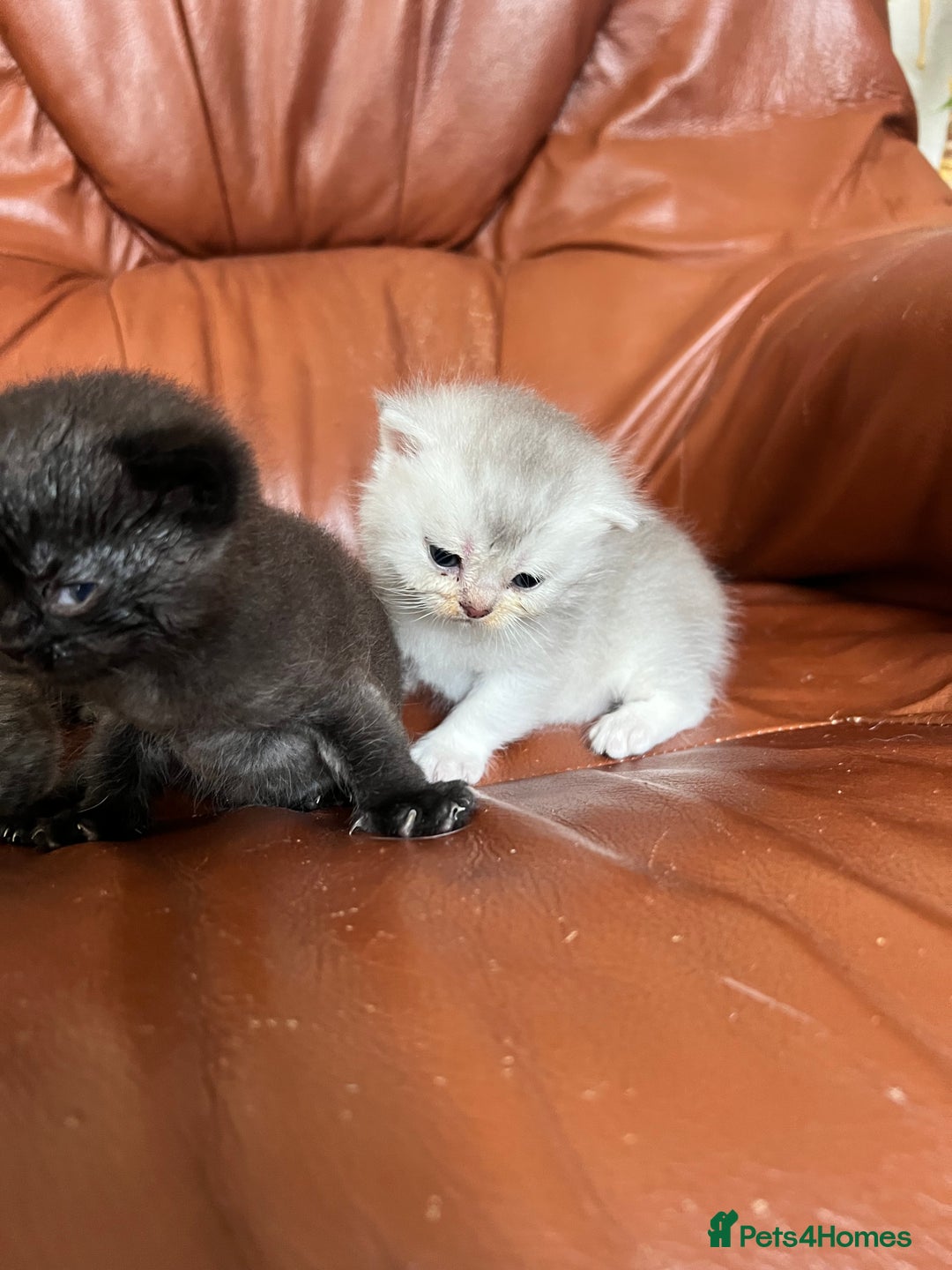 British Shorthair cats for sale: British shorthair kittens - Image 10