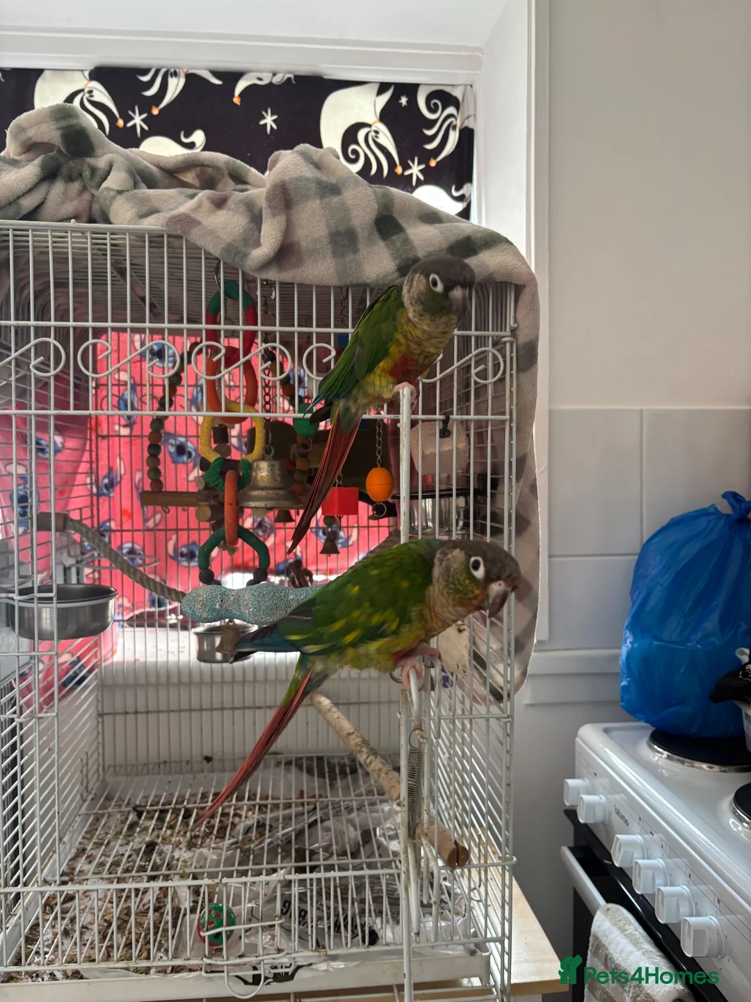 Conures birds for sale: Bonded pair of yellow-sided conures - Advert 2
