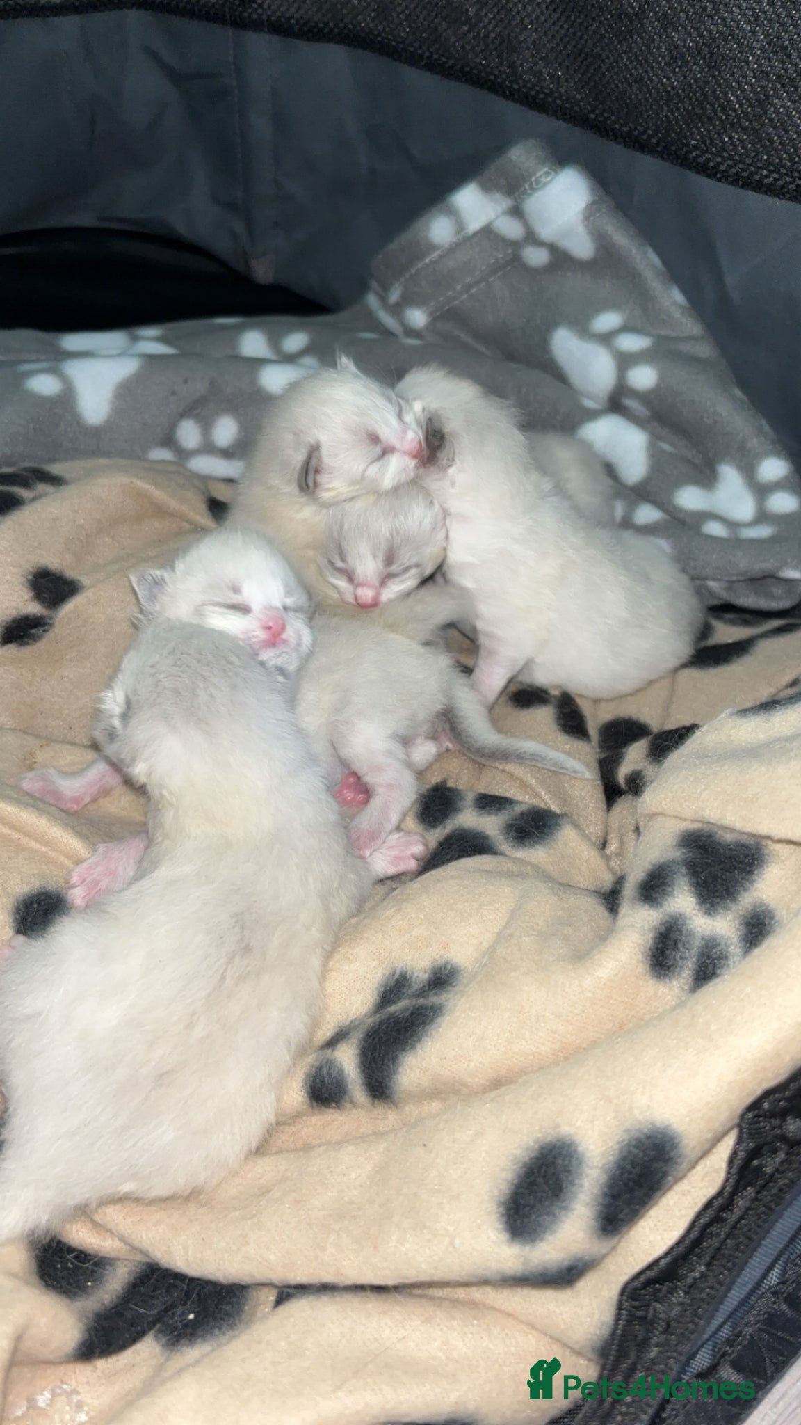 Ragdoll cats 5 Ragdoll/Bicolor Ragdoll kittens  - Advert 17