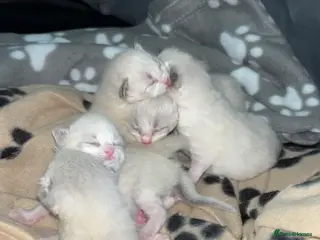 Ragdoll cats 5 Ragdoll/Bicolor Ragdoll kittens - Advert 17