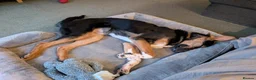 Mixed Breed dogs for adoption: 💙BRUNO💙 : LARGE LOVING YOUNG BOY in Burntwood - Advert 18