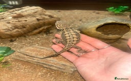 Bearded Dragon reptiles for sale: bearded dragon babies  - Image 4