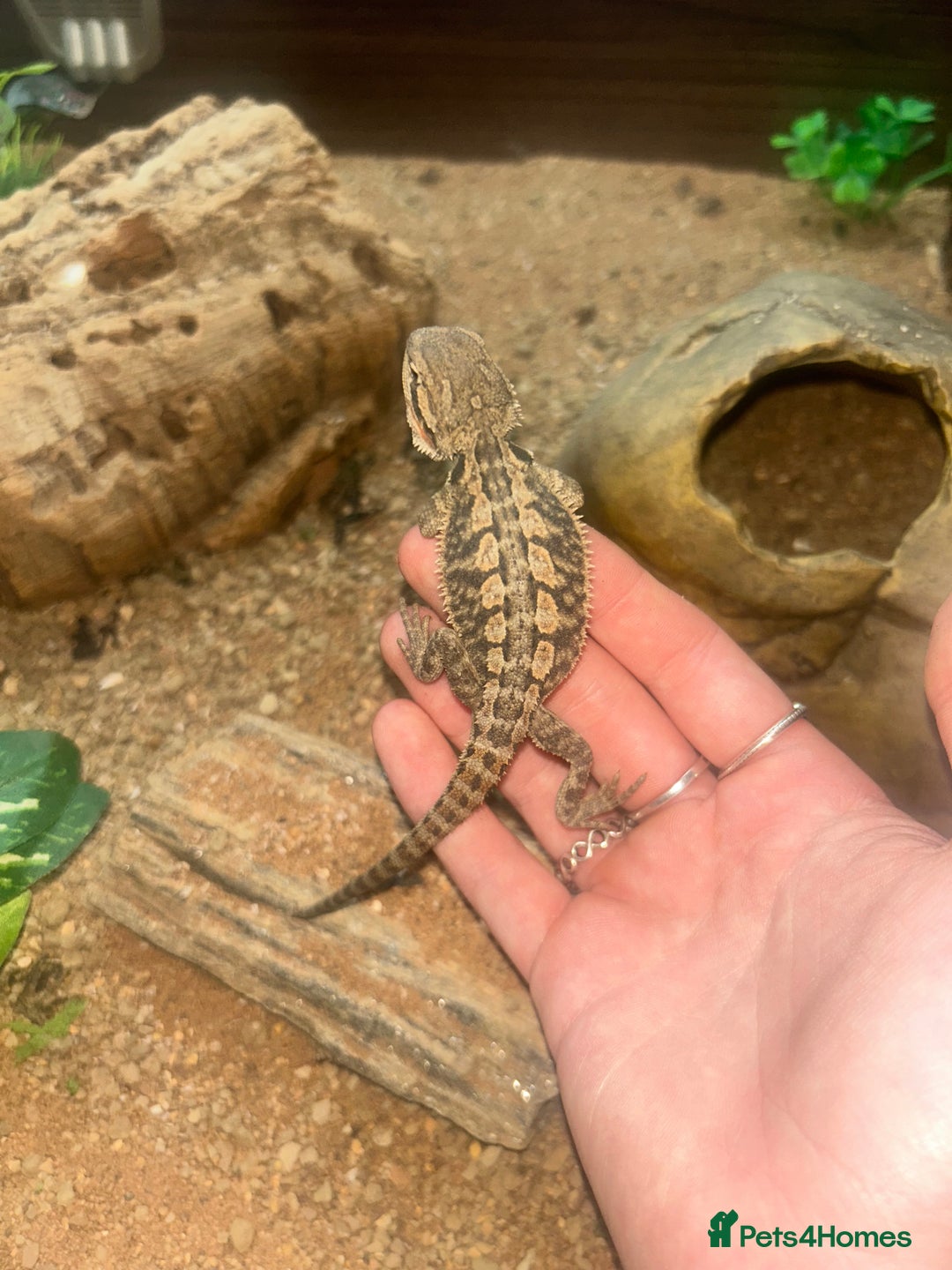 Bearded Dragon reptiles for sale: bearded dragon babies  - Image 4