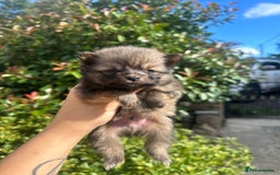 Pomeranian dogs for sale: 🐻Teddybear Pomeranian Puppy’s🐻 - Image 6